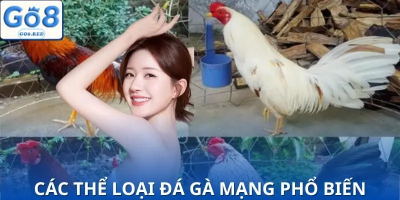 Mẹo Chơi Đá Gà Mạng | Giúp Bạn Tăng 80% Cơ Hội Thắng 3 Các thể loại đá gà mạng được nhiều người quan tâm