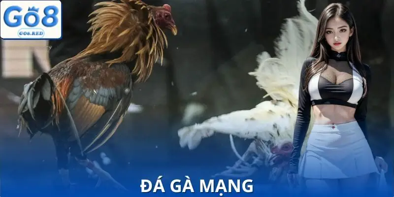 Mẹo Chơi Đá Gà Mạng | Giúp Bạn Tăng 80% Cơ Hội Thắng 3 Mẹo Chơi Đá Gà Mạng