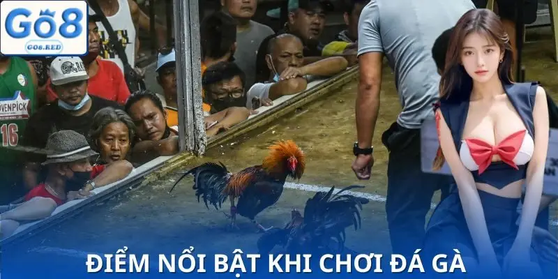 Những điểm đáng chú ý tại sảnh đấu kê