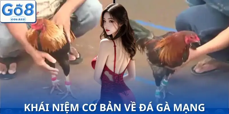 Mẹo Chơi Đá Gà Mạng | Giúp Bạn Tăng 80% Cơ Hội Thắng 2 Sơ lược về đá gà mạng