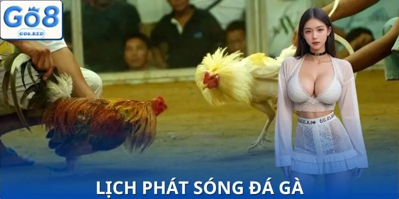Lịch Phát Sóng Đá Gà Hôm Nay - Cập Nhật 24/7 Mới Nhất 2 Cập nhập lịch phát sóng đá gà mới nhất